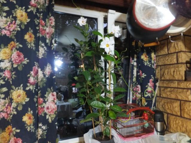 Name:  DSCF6202.jpg
Views: 492
Size:  58.2 KB