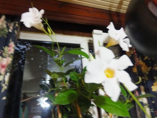 Name:  DSCF6203.jpg
Views: 508
Size:  39.5 KB