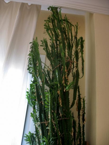 Name:  IMG_7921.jpg
Views: 1973
Size:  34.3 KB