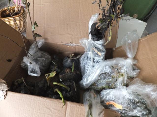 Name:  DSCF7909.jpg
Views: 389
Size:  44.4 KB