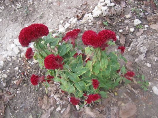 Name:  horoz ibii.jpg
Views: 2056
Size:  55.7 KB