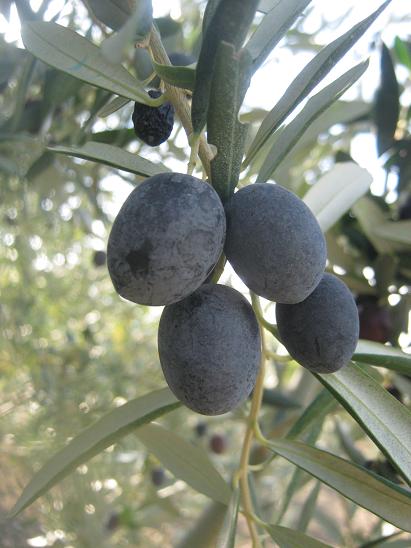 Name:  zeytin.JPG
Views: 1029
Size:  45.8 KB