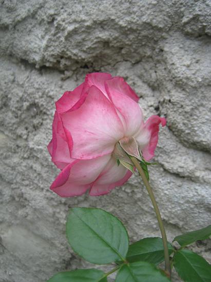 Name:  gl.JPG
Views: 1043
Size:  45.3 KB