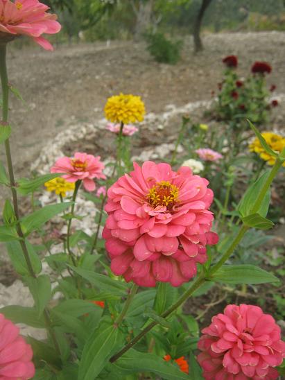 Name:  zinnialar.JPG
Views: 992
Size:  45.9 KB