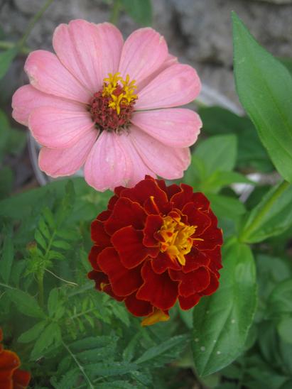 Name:  zinnia-kadife.JPG
Views: 1022
Size:  36.6 KB