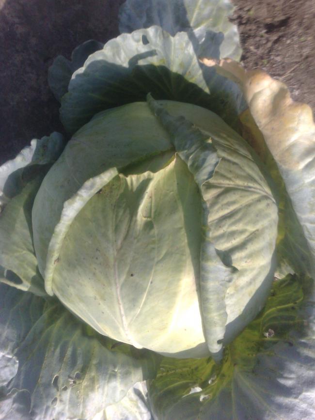 Name:  18102012838.jpg
Views: 1411
Size:  60.6 KB