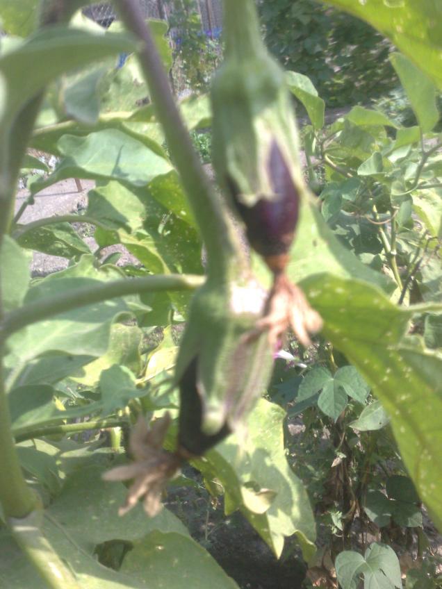 Name:  18102012848.jpg
Views: 1084
Size:  70.0 KB