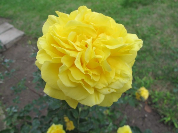 Name:  IMG_0369 (600 x 450).jpg
Views: 1391
Size:  49.0 KB
