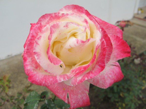 Name:  IMG_0370 (600 x 450).jpg
Views: 1476
Size:  48.1 KB