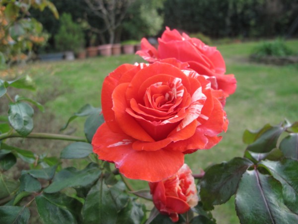 Name:  IMG_0373 (600 x 450).jpg
Views: 1445
Size:  58.1 KB