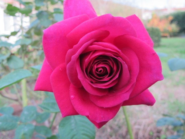 Name:  IMG_0378 (600 x 450).jpg
Views: 1153
Size:  51.5 KB