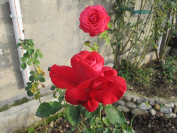 Name:  IMG_0391 (600 x 450).jpg
Views: 1184
Size:  63.8 KB