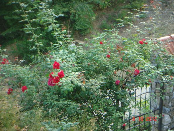 Name:  DSC00311.jpg
Views: 754
Size:  71.5 KB