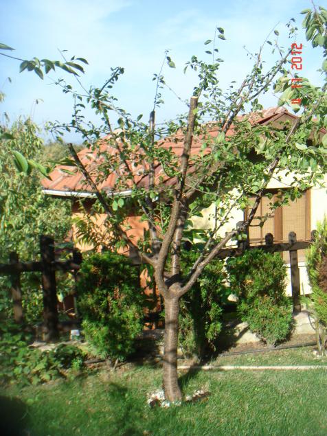 Name:  DSC01339.jpg
Views: 618
Size:  77.2 KB