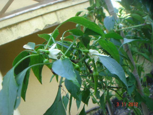 Name:  DSC01252.jpg
Views: 633
Size:  47.0 KB
