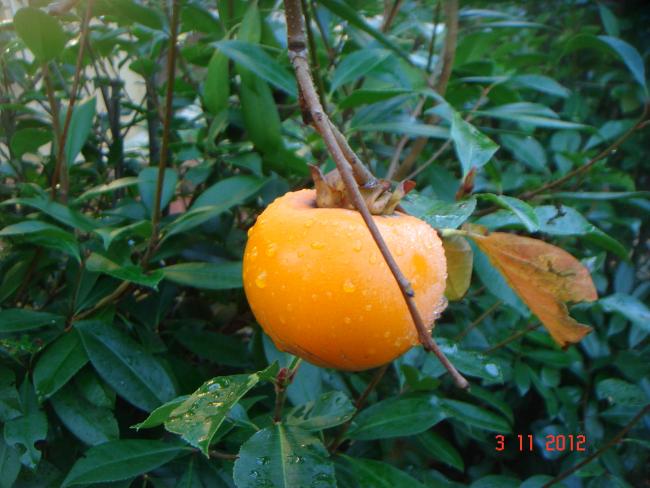 Name:  DSC01202.jpg
Views: 582
Size:  50.1 KB