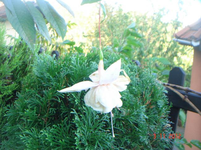 Name:  DSC01169.jpg
Views: 728
Size:  62.6 KB