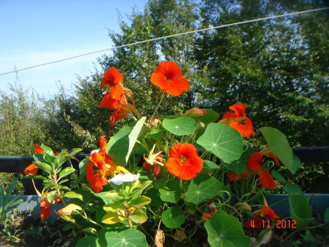 Name:  DSC01367.jpg
Views: 962
Size:  70.4 KB