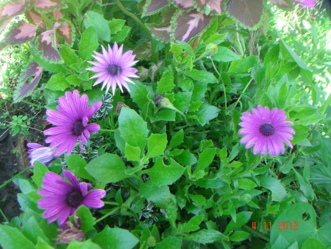 Name:  DSC01310.jpg
Views: 694
Size:  67.6 KB