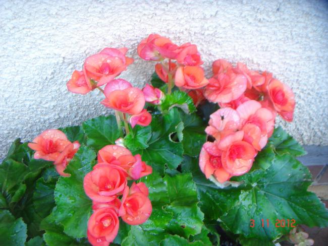 Name:  DSC01233.jpg
Views: 720
Size:  57.3 KB