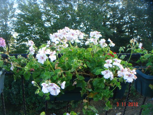 Name:  DSC01172.jpg
Views: 707
Size:  71.5 KB