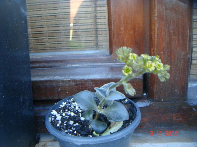 Name:  DSC01167.jpg
Views: 732
Size:  47.2 KB