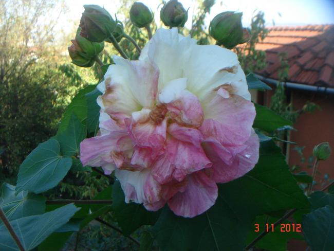 Name:  DSC01209.jpg
Views: 674
Size:  42.9 KB