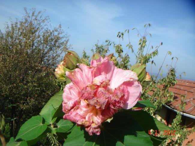 Name:  DSC01320.jpg
Views: 666
Size:  57.3 KB