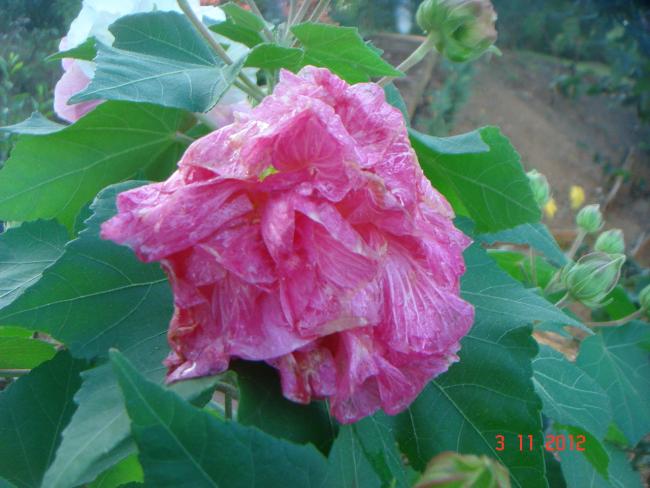 Name:  DSC01205.jpg
Views: 707
Size:  46.7 KB
