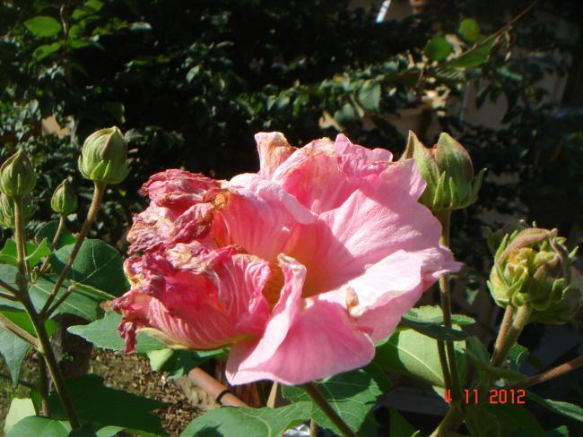 Name:  DSC01333.jpg
Views: 680
Size:  56.0 KB