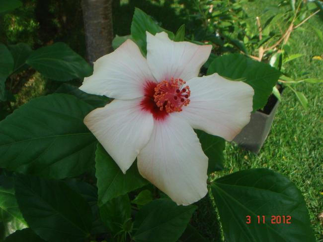 Name:  DSC01265.jpg
Views: 658
Size:  38.5 KB