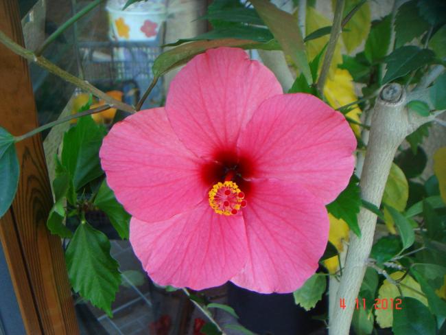 Name:  DSC01359.jpg
Views: 674
Size:  43.7 KB