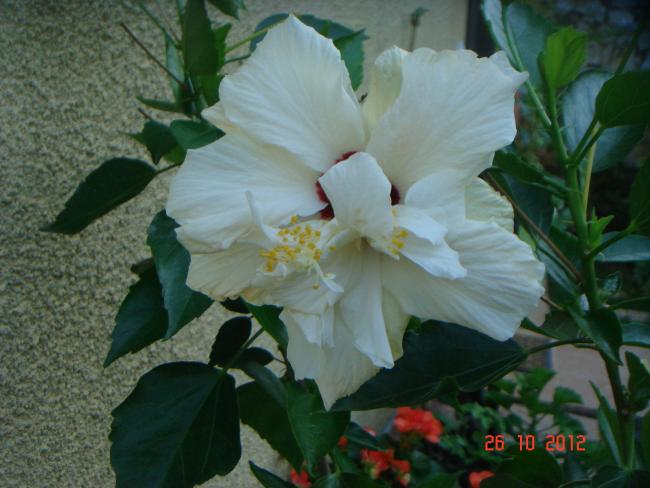 Name:  DSC01082.jpg
Views: 640
Size:  43.5 KB