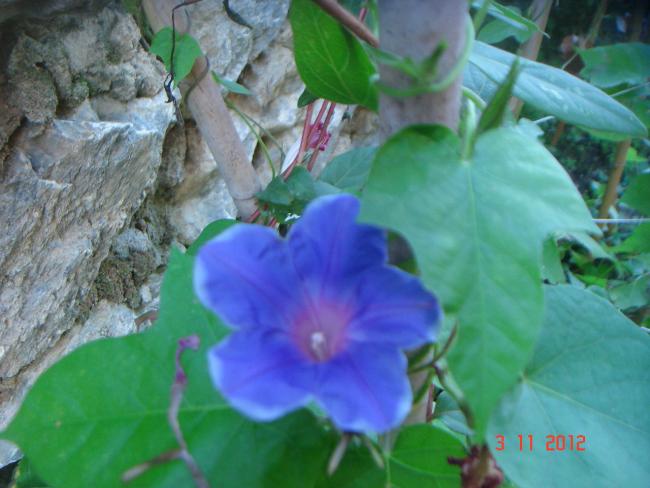 Name:  DSC01141.jpg
Views: 634
Size:  43.6 KB