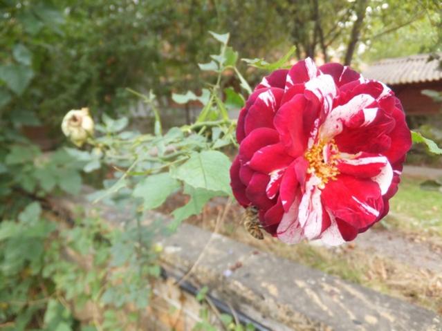 Name:  DSCF6837.jpg
Views: 752
Size:  44.6 KB