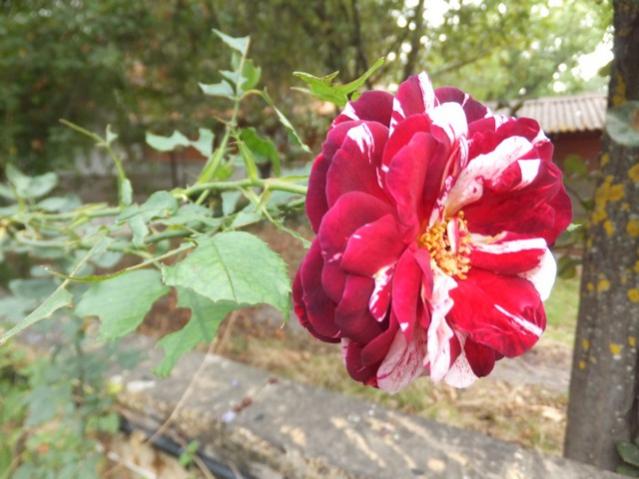 Name:  DSCF6838.jpg
Views: 767
Size:  46.7 KB