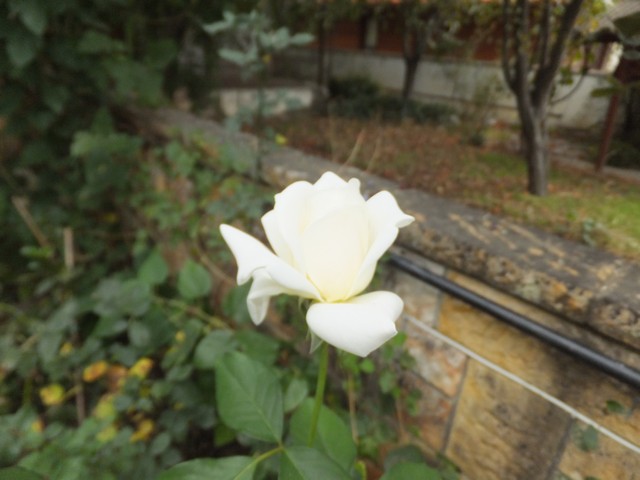 Name:  DSCF6839.jpg
Views: 733
Size:  65.1 KB