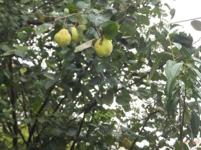 Name:  DSCF6851.jpg
Views: 779
Size:  59.1 KB