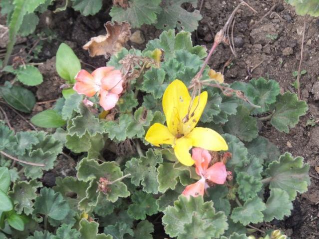 Name:  DSCF6880.jpg
Views: 730
Size:  60.2 KB