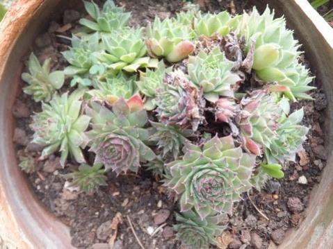 Name:  DSCF6889.jpg
Views: 721
Size:  39.0 KB