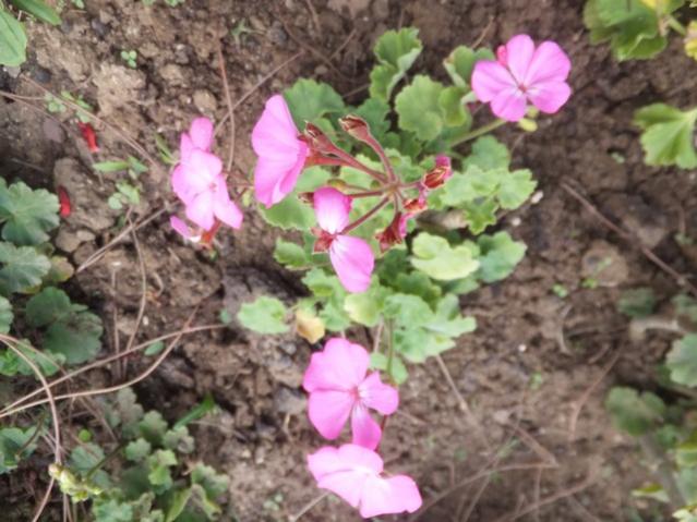 Name:  DSCF6893.jpg
Views: 704
Size:  53.0 KB