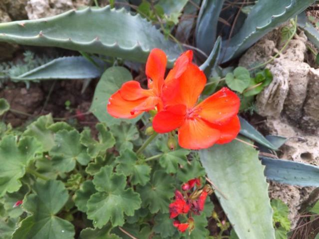 Name:  DSCF6894.jpg
Views: 732
Size:  47.2 KB