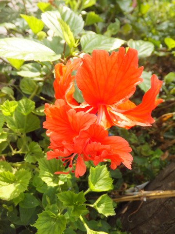 Name:  DSCF6919.jpg
Views: 675
Size:  63.6 KB
