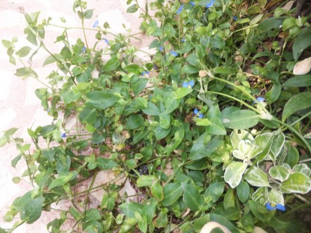 Name:  DSCF6924.jpg
Views: 702
Size:  62.7 KB