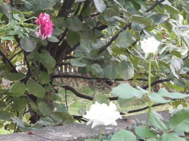 Name:  DSCF6928.jpg
Views: 737
Size:  58.9 KB