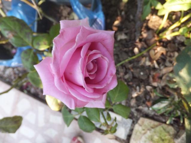 Name:  DSCF6967.jpg
Views: 710
Size:  39.2 KB