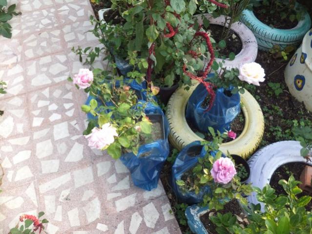 Name:  DSCF6970.jpg
Views: 689
Size:  60.7 KB