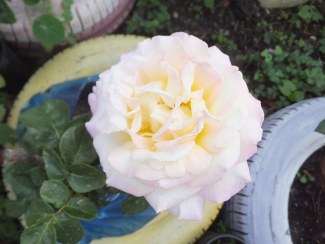 Name:  DSCF6972.jpg
Views: 685
Size:  64.0 KB