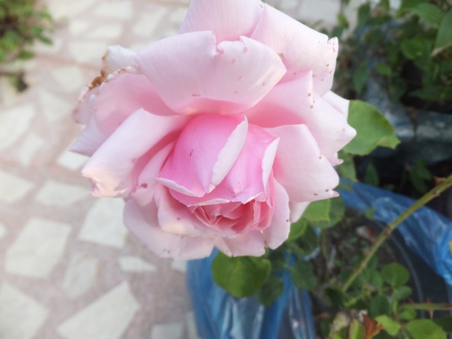 Name:  DSCF6974.jpg
Views: 656
Size:  58.0 KB