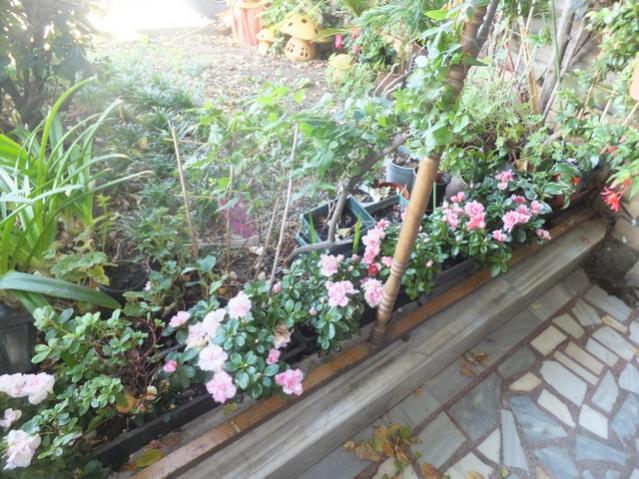 Name:  DSCF7077.jpg
Views: 563
Size:  68.9 KB